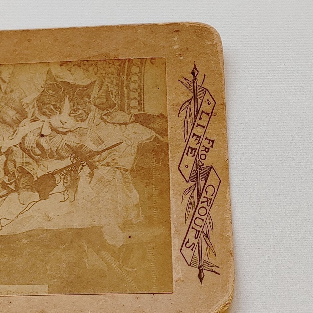 ANTIQUE Stereograph Card Victorian CAT From LIFE GROUPS - Picture 4 of 5